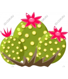  Colourful cactus