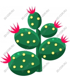  Colourful cactus