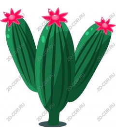  Bright cactus with pink flowers