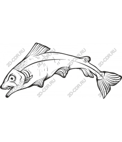 Playful aquatic fish