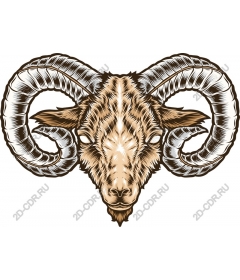 The majestic head of a RAM