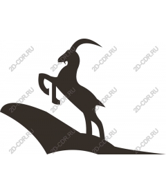 Mountain Goat