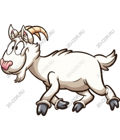  Fancy goat