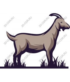 Goat premium