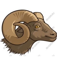 The majestic head of a RAM