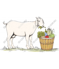 Charming goat with fresh vegetables