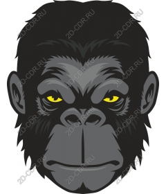 Gorilla is a fierce and dynamic