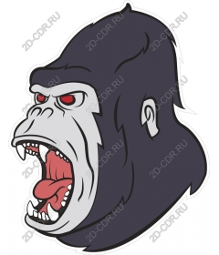 Head ferocious gorilla