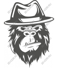  Naughty gorilla with a felt hat