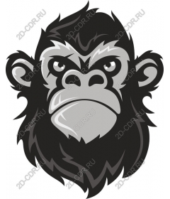 Bold face gorilla