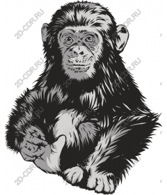 Work chimpanzee