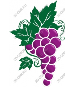  Fresh grapes