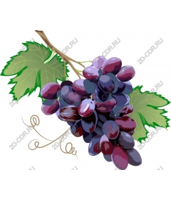  Bright grape bunch