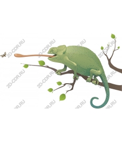  Chameleon on a branch