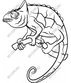  Chameleon - wildlife