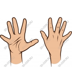  Human hand