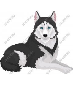  Siberian husky