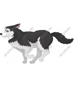 Dynamic black and white dog