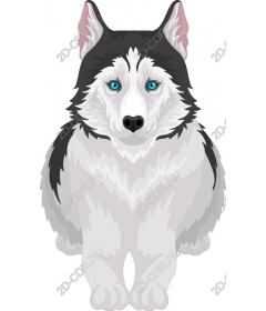  Siberian husky