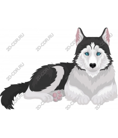  Siberian husky and