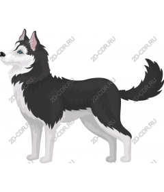  Siberian husky