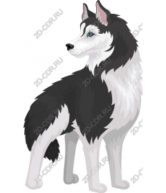  Siberian husky