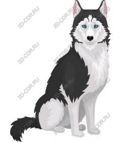  Siberian husky