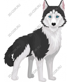  Siberian husky