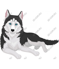  Siberian husky