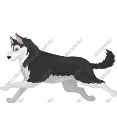  Siberian husky in motion