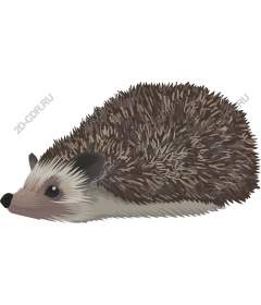  Charming Hedgehog