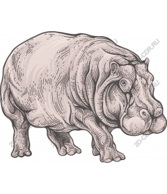 Vintage Hippo