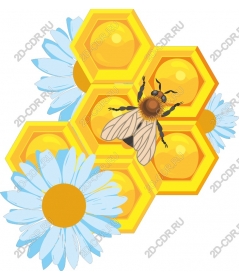 Honeycomb and bee with daisies