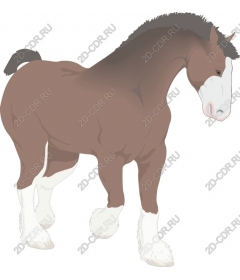 Majestic horse breed Clydesdale