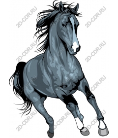 Dynamic grey horse
