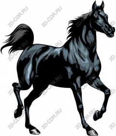  A majestic black horse