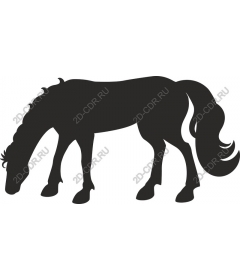  Grazing horse