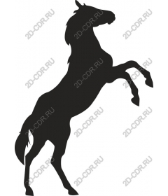 Horse standing on its hind legs