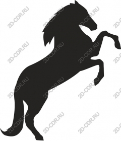 Horse standing on its hind legs