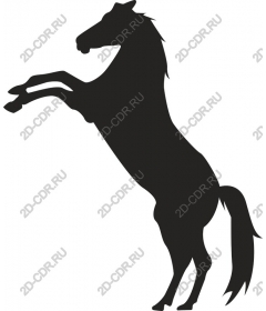 Majestic risers on a rearing horse