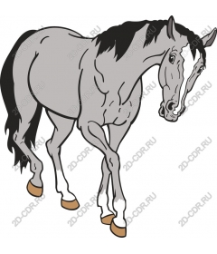 Graceful grey horse