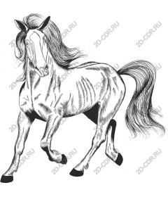  The Majestic Horse