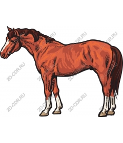  The Majestic Horse