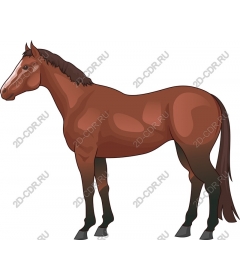 Majestic brown horse