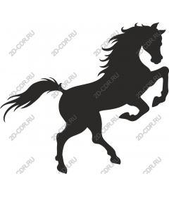  Stunning horse standing on its hind legs