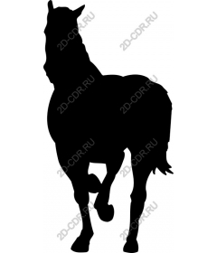  The Majestic Horse