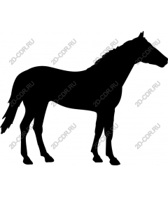 The Majestic Horse