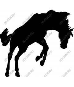  The Majestic Horse