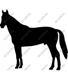 The Majestic Horse