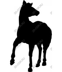  The Majestic Horse